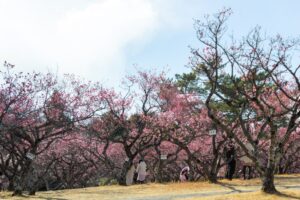 岡崎南公園　梅　愛知県岡崎市の観光・撮影スポットの写真と画像