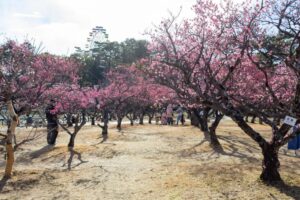 岡崎南公園　梅　愛知県岡崎市の観光・撮影スポットの写真と画像