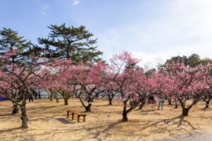 岡崎南公園　梅　愛知県岡崎市の観光・撮影スポットの写真と画像