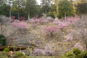 花の奥山高原、梅、3月春の花、静岡県浜松市の観光・撮影スポットの画像と写真