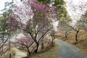 花の奥山高原、梅、3月春の花、静岡県浜松市の観光・撮影スポットの画像と写真