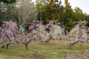 花の奥山高原、梅、3月春の花、静岡県浜松市の観光・撮影スポットの画像と写真