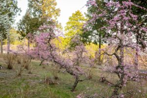 花の奥山高原、梅、3月春の花、静岡県浜松市の観光・撮影スポットの画像と写真