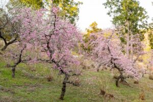 花の奥山高原、梅、3月春の花、静岡県浜松市の観光・撮影スポットの画像と写真