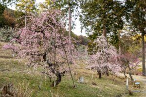 花の奥山高原、梅、3月春の花、静岡県浜松市の観光・撮影スポットの画像と写真