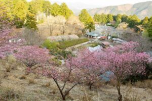花の奥山高原、梅、3月春の花、静岡県浜松市の観光・撮影スポットの画像と写真