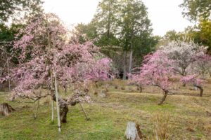 花の奥山高原、梅、3月春の花、静岡県浜松市の観光・撮影スポットの画像と写真
