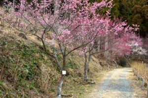 花の奥山高原、梅、3月春の花、静岡県浜松市の観光・撮影スポットの画像と写真