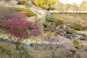 花の奥山高原、梅、3月春の花、静岡県浜松市の観光・撮影スポットの画像と写真
