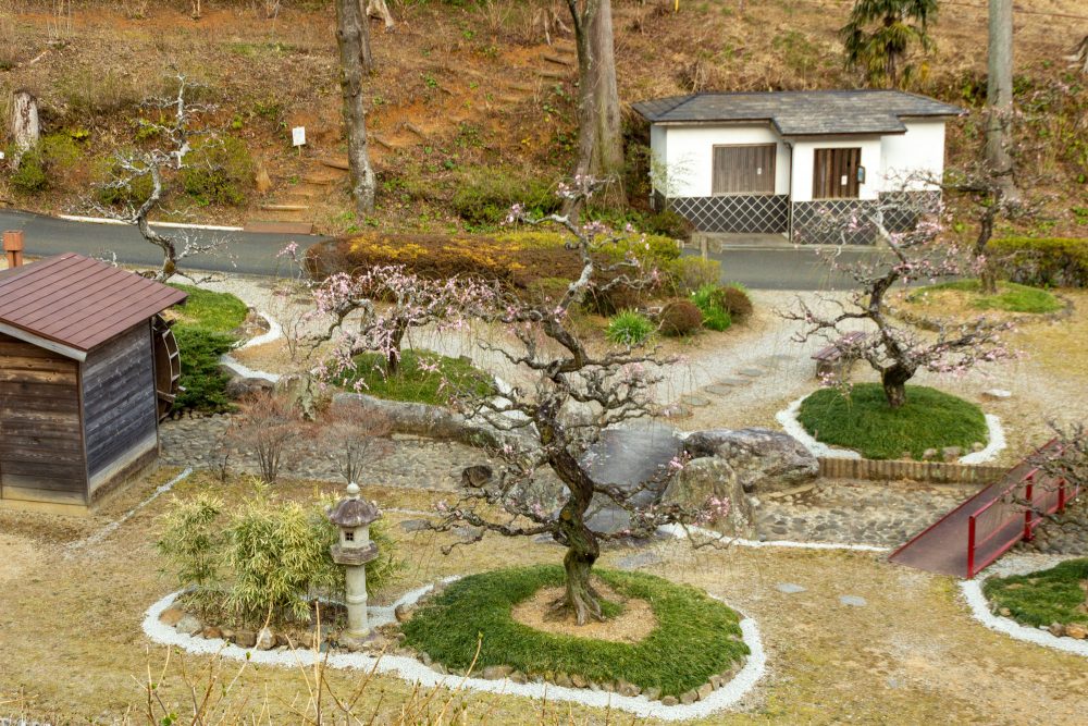 花の奥山高原、梅、3月春の花、静岡県浜松市の観光・撮影スポットの画像と写真