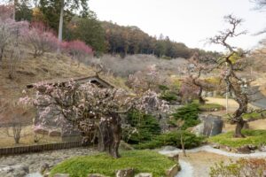 花の奥山高原、梅、3月春の花、静岡県浜松市の観光・撮影スポットの画像と写真