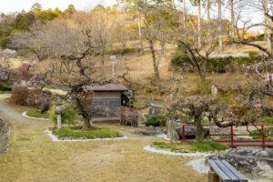 花の奥山高原、梅、3月春の花、静岡県浜松市の観光・撮影スポットの画像と写真
