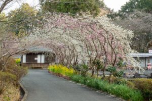 花の奥山高原、梅、3月春の花、静岡県浜松市の観光・撮影スポットの画像と写真