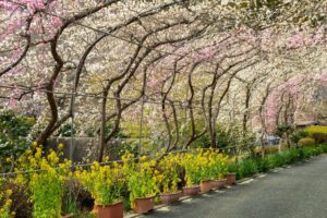 花の奥山高原、梅、3月春の花、静岡県浜松市の観光・撮影スポットの画像と写真