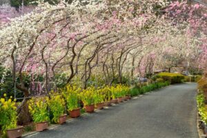 花の奥山高原、梅、3月春の花、静岡県浜松市の観光・撮影スポットの画像と写真