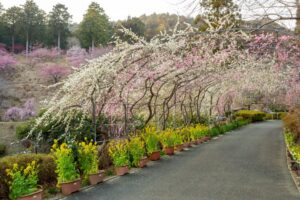 花の奥山高原、梅、3月春の花、静岡県浜松市の観光・撮影スポットの画像と写真