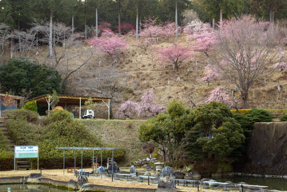 花の奥山高原、梅、3月春の花、静岡県浜松市の観光・撮影スポットの画像と写真