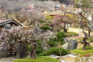 花の奥山高原、梅、3月春の花、静岡県浜松市の観光・撮影スポットの画像と写真