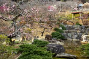 花の奥山高原、梅、3月春の花、静岡県浜松市の観光・撮影スポットの画像と写真