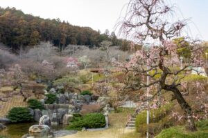 花の奥山高原、梅、3月春の花、静岡県浜松市の観光・撮影スポットの画像と写真