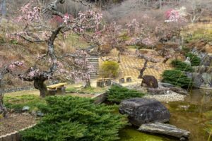 花の奥山高原、梅、3月春の花、静岡県浜松市の観光・撮影スポットの画像と写真
