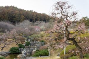 花の奥山高原、梅、3月春の花、静岡県浜松市の観光・撮影スポットの画像と写真