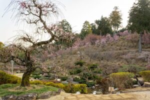 花の奥山高原、梅、3月春の花、静岡県浜松市の観光・撮影スポットの画像と写真
