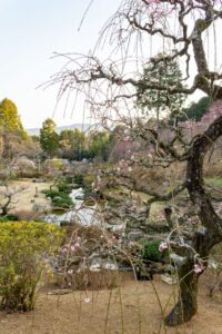 花の奥山高原、梅、3月春の花、静岡県浜松市の観光・撮影スポットの画像と写真