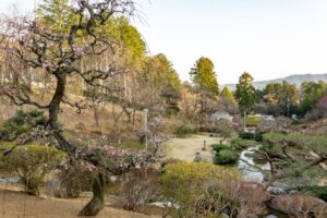 花の奥山高原、梅、3月春の花、静岡県浜松市の観光・撮影スポットの画像と写真
