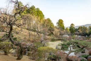 花の奥山高原、梅、3月春の花、静岡県浜松市の観光・撮影スポットの画像と写真
