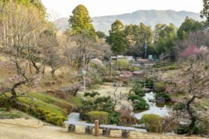 花の奥山高原、梅、3月春の花、静岡県浜松市の観光・撮影スポットの画像と写真