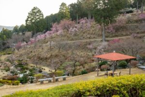 花の奥山高原、梅、3月春の花、静岡県浜松市の観光・撮影スポットの画像と写真