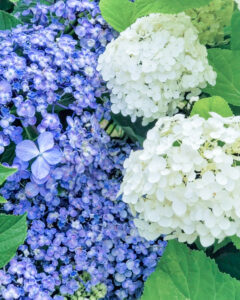 音楽寺、あじさい、6月夏の花、愛知県江南市の観光・撮影スポットの名所