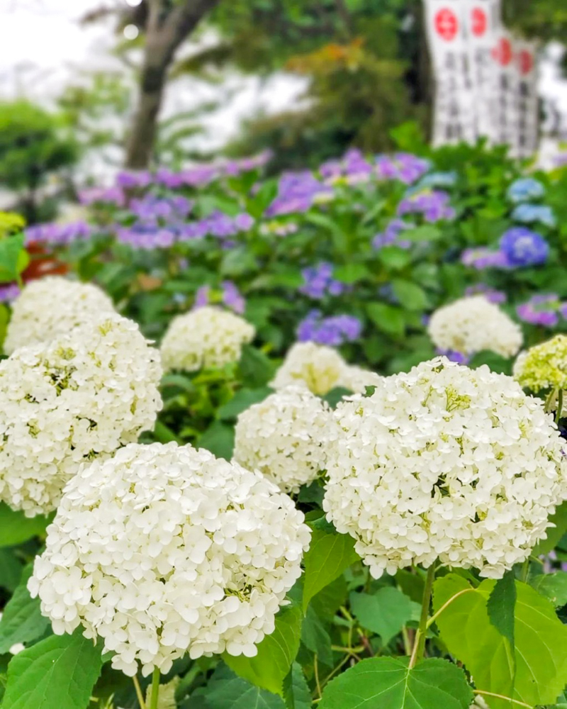 音楽寺、あじさい、6月夏の花、愛知県江南市の観光・撮影スポットの名所