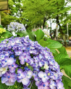 音楽寺、あじさい、6月夏の花、愛知県江南市の観光・撮影スポットの名所