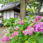 音楽寺、あじさい、6月夏の花、愛知県江南市の観光・撮影スポットの名所
