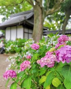 音楽寺、あじさい、6月夏の花、愛知県江南市の観光・撮影スポットの名所