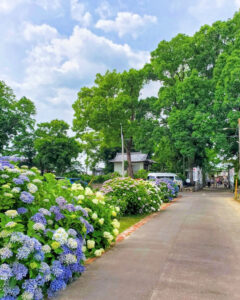 音楽寺、あじさい、6月夏の花、愛知県江南市の観光・撮影スポットの名所