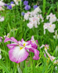 音楽寺、花しょうぶ、6月夏の花、愛知県江南市の観光・撮影スポットの名所