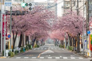 オオカンザクラ並木道、2月春の花、名古屋市東区の観光・撮影スポットの名所