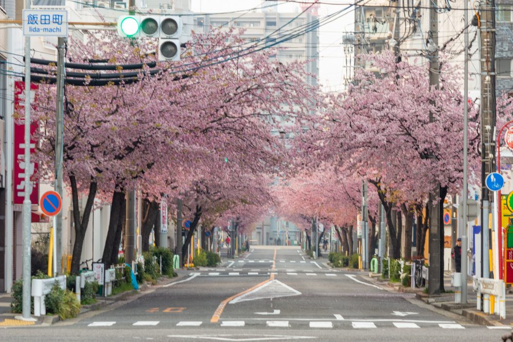 オオカンザクラ並木道、2月春の花、名古屋市東区の観光・撮影スポットの名所