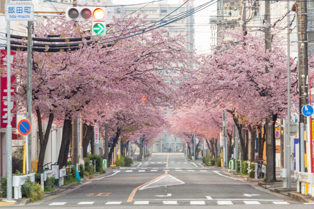 オオカンザクラ並木道、2月春の花、名古屋市東区の観光・撮影スポットの名所
