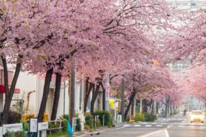 オオカンザクラ並木道、2月春の花、名古屋市東区の観光・撮影スポットの名所