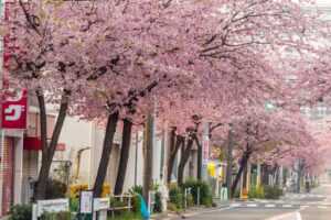 オオカンザクラ並木道、2月春の花、名古屋市東区の観光・撮影スポットの名所
