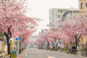 オオカンザクラ並木道、2月春の花、名古屋市東区の観光・撮影スポットの名所