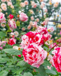 大野町バラ公園、5月夏の花、岐阜県揖斐郡大野町の観光・撮影スポットの画像と写真