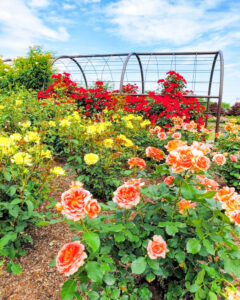 大野町バラ公園、5月夏の花、岐阜県揖斐郡大野町の観光・撮影スポットの画像と写真