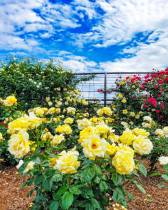 大野町バラ公園、5月夏の花、岐阜県揖斐郡大野町の観光・撮影スポットの画像と写真