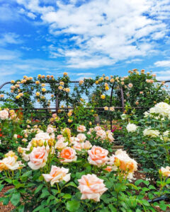 大野町バラ公園、5月夏の花、岐阜県揖斐郡大野町の観光・撮影スポットの画像と写真