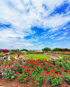 大野町バラ公園、5月夏の花、岐阜県揖斐郡大野町の観光・撮影スポットの画像と写真